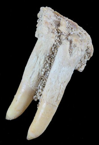 Unusual Fossil Fossil Fish (Brychaetus) Teeth - Morocco #50537